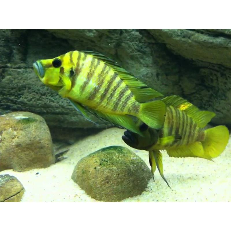 Lamprologus comp. yellow chaitika - imagine 3